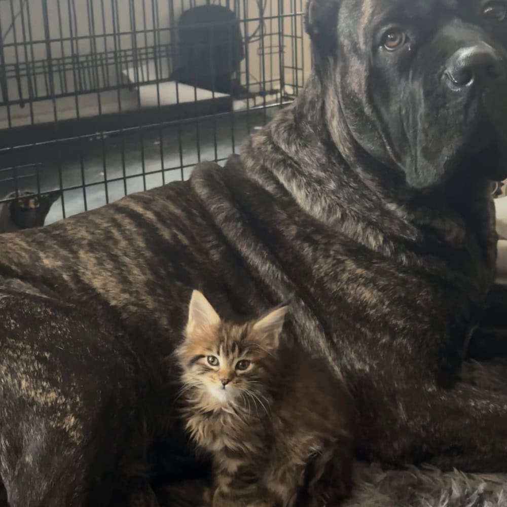 Dog Friendly Maine Coon Kittens For Sale in Pennsylvania