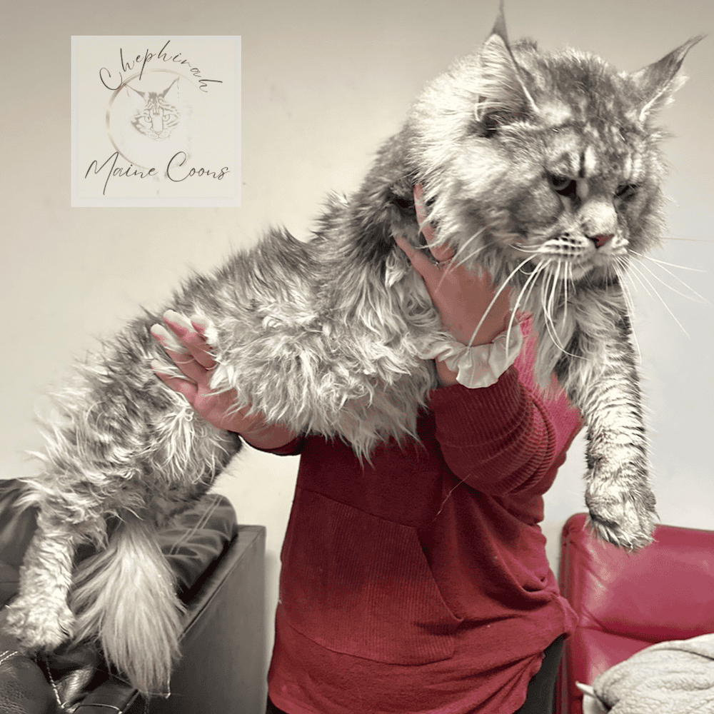 Top Maine Coon Breeder in Pennsylvania