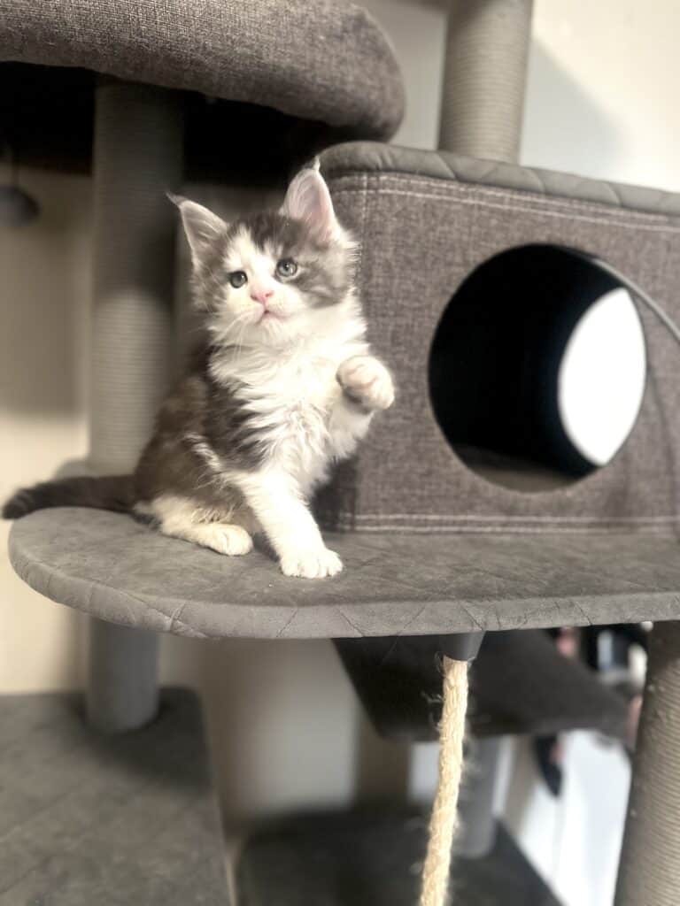 Atlas Male Kitten