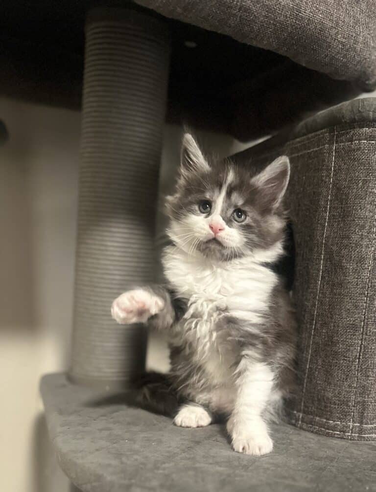 Aurora Kitten