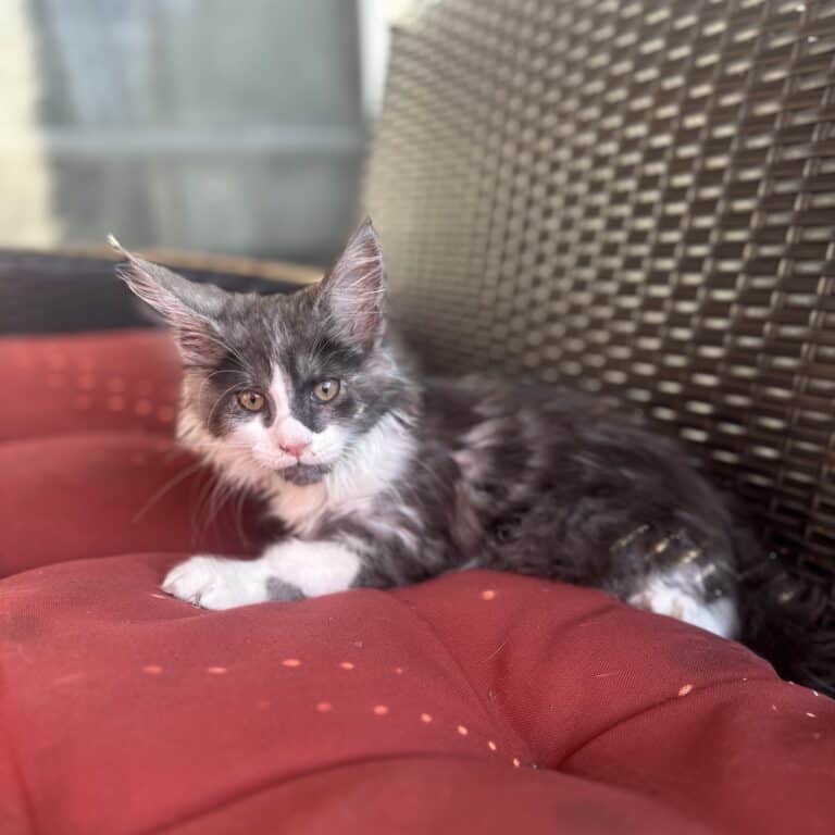 Aurora Kitten New