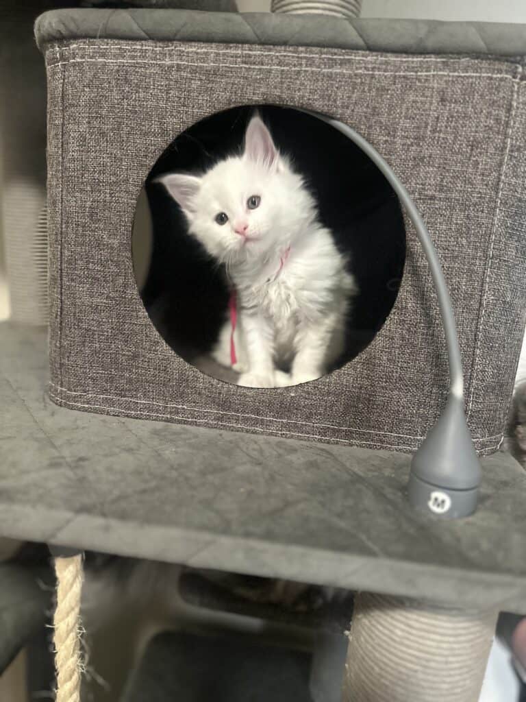 Sisu Kitten